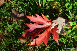 troncs,automne,vieilles photos 047.JPG