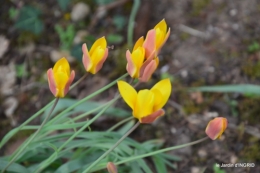 tulipes,Julie,golf,jardin 044.JPG
