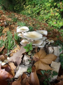 vigne vierge,champignons,m'Bon 035.JPG