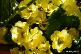 jardinière,insectes,achats 003.JPG