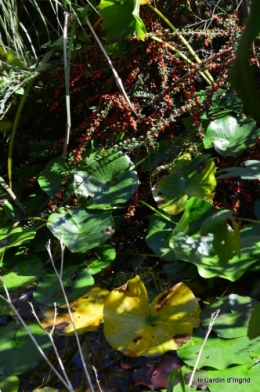 jardin octobre,chez Marylaur,Arnaud ,Ariane,la mer,sauges 193.JPG