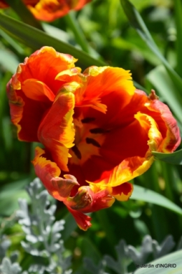 tulipes,Julie,golf,jardin 175.JPG