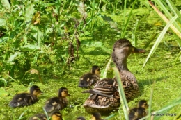 puces Lalinde,bébés canards,au moulin souci 123.JPG
