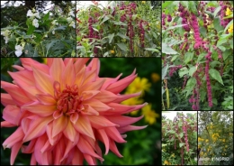2016-09-13 bouquet,jardin de Monet,les vaches,Pourville sur mer7.jpg
