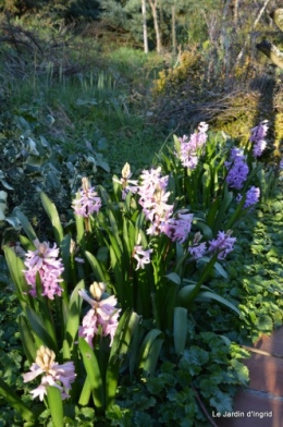bouquet mamy,jacinthes,semis,jardin 075.JPG