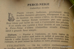 les perce-neige