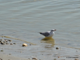 la baie de Somme 084.JPG