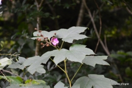 le jardin de liliane
