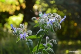 canal dentelles,Nernadette,fleurettes,apres tonte 224.JPG