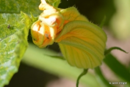 coeur des fleurs,papillons,libellules 085.JPG