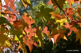 Nicky et Arya,jardin automne 015.JPG