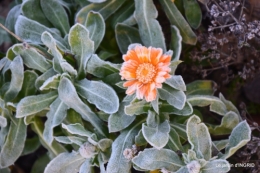 première gelée,compositions florales à garder,jardin 010-001.JPG