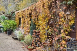 troc,automne,serre 035.JPG
