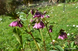 jonquilles