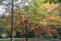 La Romieu,Coursiana,chez Renée,Ginkgo biloba 110-001.jpg