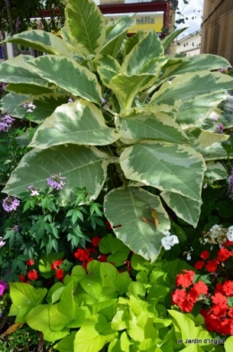 datura,papillon,Meyrals,déco Bergerac,bignonia 154.JPG