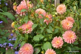 roses,bouquet rose,dahlias,jardin 012.JPG
