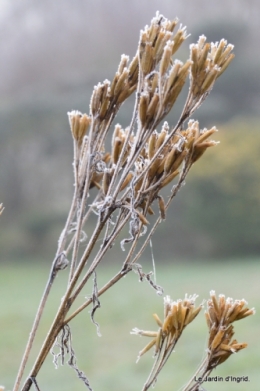 Givre,dentelles,helebores,crocus 042.JPG
