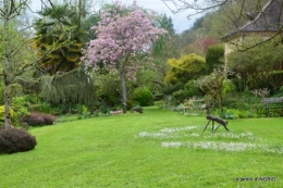 le printemps ,paquerettes,tonte,Anni. Jérome 115.JPG