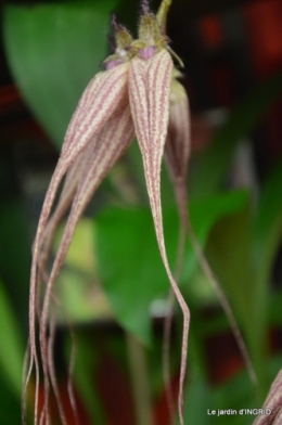 Orchidées,Noel jardiland,lever du soleil 017.JPG