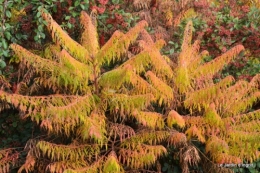 fête à la citrouille,jardin d'automne 010.JPG