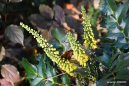 fin de l'automne,Lalinde,bouquet de l'avent 023.JPG