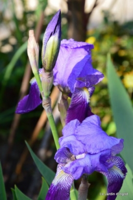 Ciron,pivoine,escargot,jardin,ancolie,glycine 064.JPG
