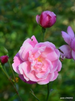 jardin,troc graines,coucher de soleil,la Brenne 050.JPG