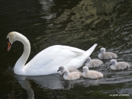 roses,les bébés cygnes 044.JPG
