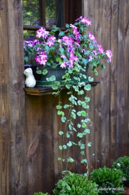 retombantes,puces Lalinde Trémolat,vieilles motos,gouttes,jardin 138.JPG