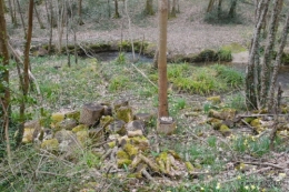 les jonquilles des bois 022.jpg