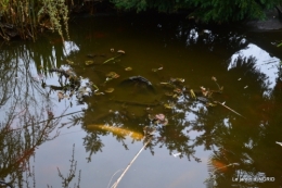 semis,bassin,tour du jardin 068.JPG