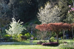 le printemps ,paquerettes,tonte,Anni. Jérome 040.JPG