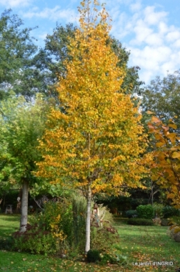 Noel jardiland,sauges,Ines,hélicoptère,canal, 014.JPG