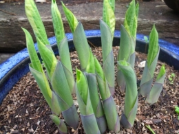 avril2012 030.JPG