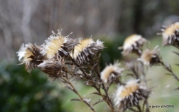 travaux,brocante,abeilles,jonquilles,prunus,mimosa 021.JPG