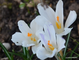 paillage,primevères,jonquilles,jardin 052.JPG