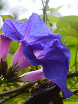 canal dentelles,Nernadette,fleurettes,apres tonte 124.JPG