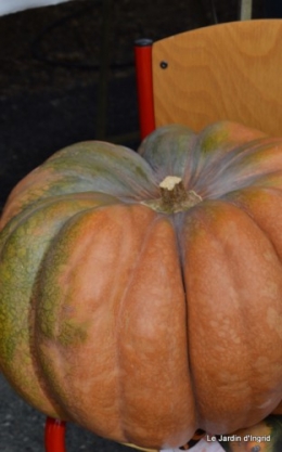champignons,citrouilles,st Mayme de Péreyrol,fuschias,jardin aut 077.JPG