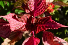 jardin ,bouquet 011.JPG