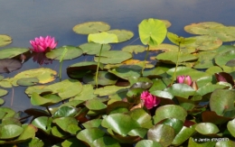 les jardins d'eau de Carsac 012.JPG