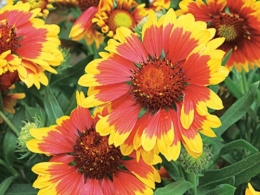 Gaillarde1.jpg
