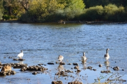 sentier des cygnes,automne novembre 058.jpg