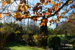 jardin automne ,petits roses 096.JPG