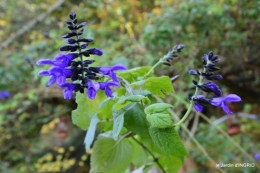 automne 2016 090.JPG
