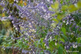 composition,kakis,jardin givré,asclépias,lalinde 052-001.JPG