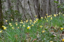 les jonquilles des bois 008.jpg
