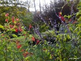 couleurs d'automne,bouquet,lune 143.JPG