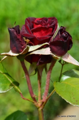 fête de la fraise Vergt,roses jardin 166.JPG