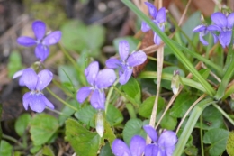 bouvreuils,chatons,fleurettes,pluie,orchidee,écureuil,vues du ja 034.JPG